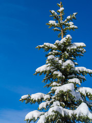 Snow-covered fir-tree against the background of the blue sky with clouds.