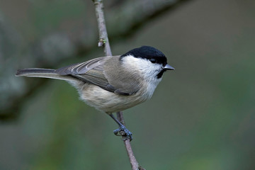 Marsh tit (Poecile palustris)