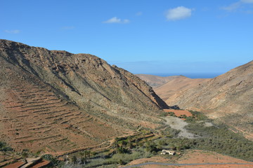 Fototapeta na wymiar Plants on the way to the extinct volcano on the island of Fuerteventura, Canary Islands, Spain