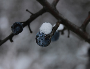 Beautiful blue blackthorn berries hangs on a branch with snow close-up.