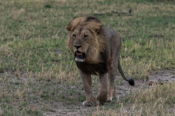 Obraz premium The Savuti Marsh Pride lions roam in the Chobe National Park Botswana.