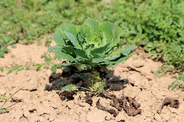 Single Cabbage or Headed cabbage leafy green annual vegetable crop growing in local garden surrounded with dry soil and other plants on warm sunny day