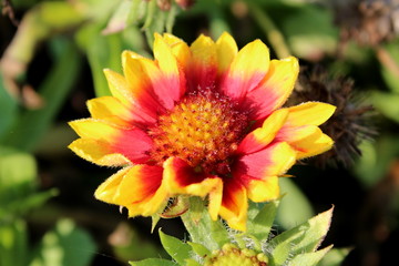 Single Common gaillardia or Gaillardia aristata or Common blanketflower or Blanketflower or Brown-eyed susan perennial wildflower with fully open blooming yellow to reddish petals and flower head with
