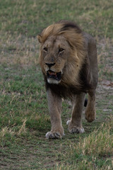 The Savuti Marsh Pride lions roam in the Chobe National Park Botswana.