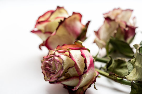 Dead ugly roses on the white background. Close up image.