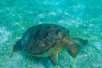 Obraz premium Green sea turtle at the maldives seen while diving and snorkeling underwater with the great turtle animal