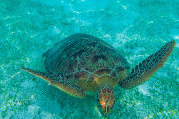 Obraz na płótnie Canvas Green sea turtle at the maldives seen while diving and snorkeling underwater with the great turtle animal
