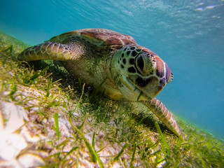 Green sea turtle at the maldives seen while diving and snorkeling underwater with the great turtle...