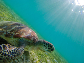 Obraz premium Green sea turtle at the maldives seen while diving and snorkeling underwater with the great turtle animal