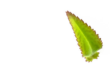 Green leaf isolated on white