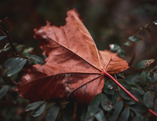 colorful autumn maple leaf is caught in branches of bush