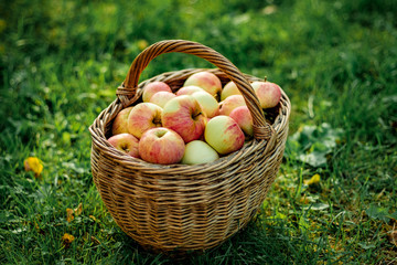 Healthy organic apples in the Basket