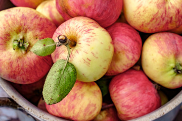 Garden apples in an old aluminum pan