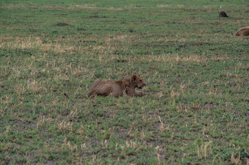 The Savuti Marsh Pride lions roam in the Chobe National Park Botswana.