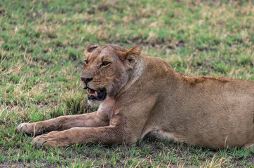 The Savuti Marsh Pride lions roam in the Chobe National Park Botswana.