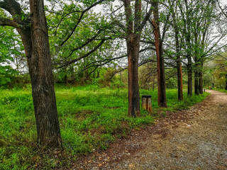 Row of trees in natural landscape