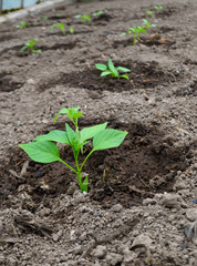 Pepper seedling 
