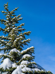 Snow-covered fir-tree against the background of the blue sky with clouds.