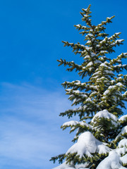Snow-covered fir-tree against the background of the blue sky with clouds.