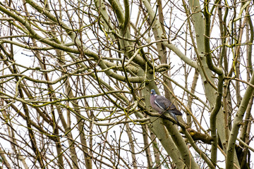 Wood Pidgeon