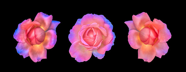 Fine art still life colorful macro collage of a set/group of three isolated rose blossoms, black...