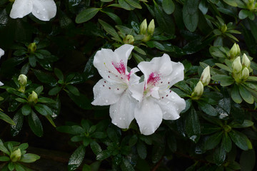 nice fresh azalea live floret