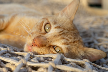 Cat laying staring at photographer