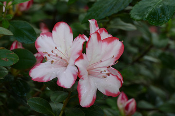 nice fresh azalea live floret
