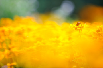 Black-eyed susan flowers (Rudbeckia hirta). Soft focus image with shallow depth of field.
