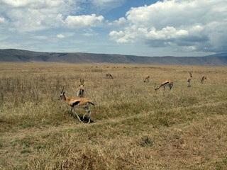 Thomson's gazelles in Ngorongoro Conservation Area in Africa