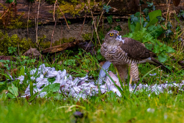 Sparrow Hawk