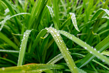 Drops on green leaf