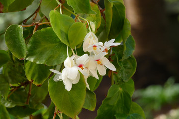 nice tiny white yellow begonia