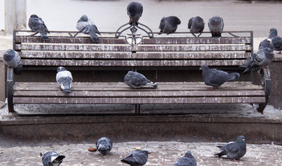 Pigeons on the bench of the city Park.
