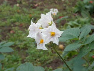 white flower