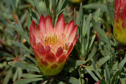 Sugarbush flower (Protea repens) against background on its own bush leaves © joseph roland