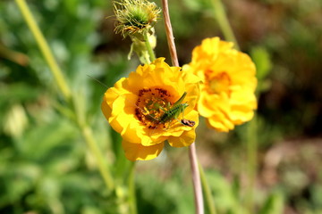 Small light green grasshopper on top of fully open garden flower with bright yellow petals surrounded with other flowers and leaves in background on warm sunny day