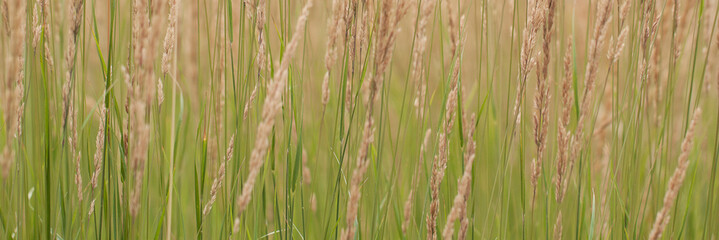 Obraz na płótnie Canvas grass with panicles on a summer meadow