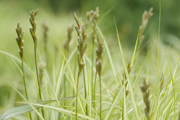 fresh blooming grass