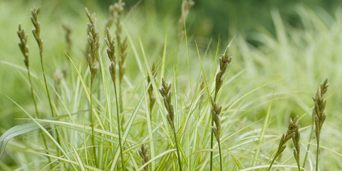 fresh blooming grass