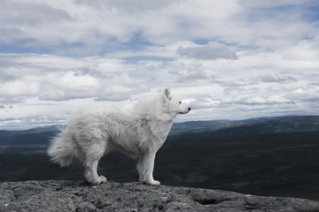 White dog's fur is blowing in the wind