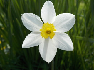 daffodil in the garden
