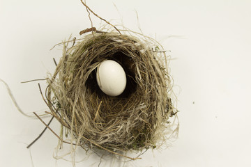 Eggs in nest. a bird egg in a nest