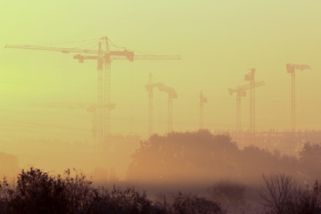 Cranes in the morning fog