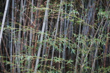 竹林