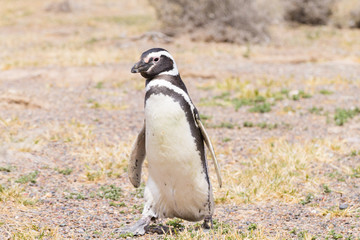 Magellanic penguin close up. Punta Tombo penguin colony, Patagonia