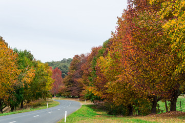 Autumn trees in Stanley in north eastern Victoria, Australia