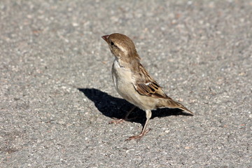 Sparrow with colorful feathers standing on asphalt road enjoying warm sun and overlooking surrounding on warm sunny day