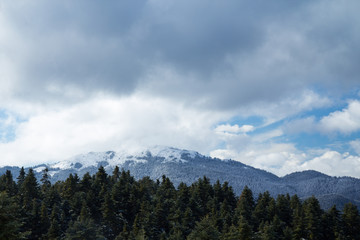 Fototapeta premium A snowy mountain top landscape with clouds and fir trees in the foreground