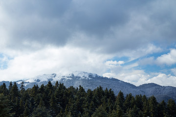 A snowy mountain top landscape with clouds and fir trees in the foreground